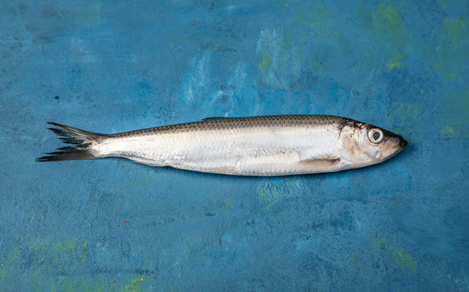 Wartości odżywcze śledzia